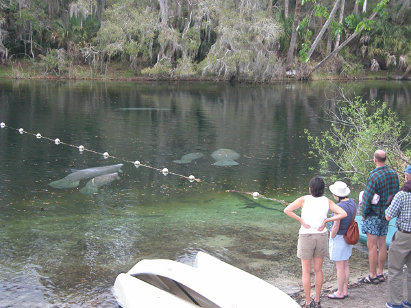 Name:  bls-watchingmanatees-jiyangxia.jpg
Views: 1211
Size:  147.5 KB