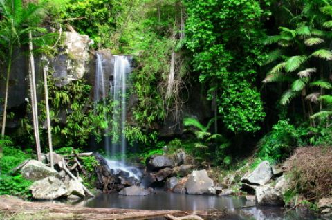 Name:  Curtis-Falls-and-rainforest-Mt-Tamborine.jpg
Views: 1139
Size:  50.0 KB