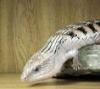 skink's Avatar